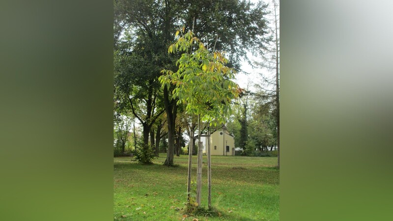 Die einzige bekannte Gelbe Rosskastanie der Stadt steht in der Grünanlage am Nikolaheim. Jürgen Englisch hat die Art im Botanischen Garten der Uni Tübingen entdeckt und für die Anlage vorgeschlagen.