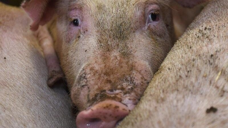 Schweine stehen in einem Stall.