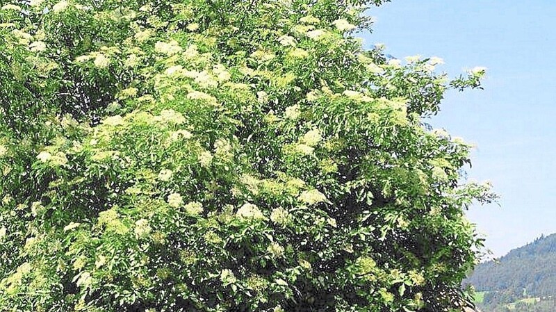 Die Hollerstaudn gehörte früher zum Bauernhausgarten.