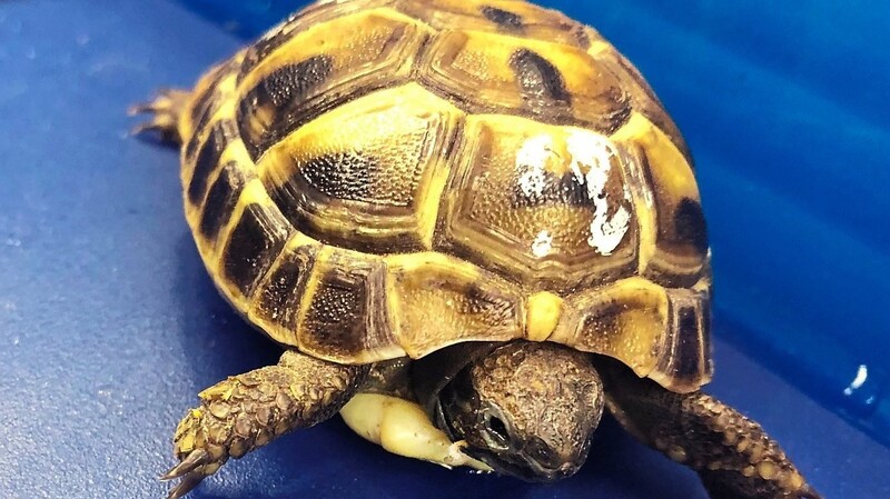 Diese Griechische Landschildkröte "landete" unfreiwillig am Flughafen München. Das Tier, kaum länger als eine Wäscheklammer, befand sich in der Bauchtasche eines aus Österreich kommenden Mannes.