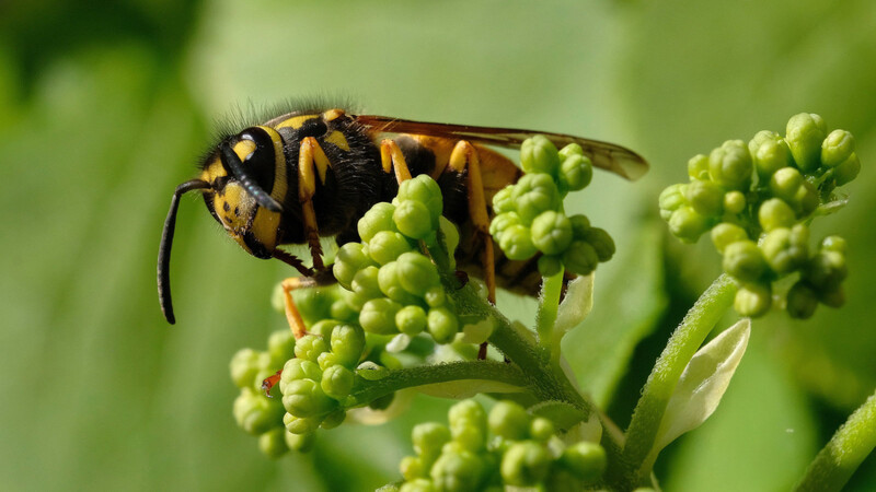 Die Deutsche Wespe. Auch sie wird wegen des verregneten Frühjahrs eher weniger im Spätsommer unterwegs sein.