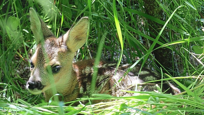 Das kleine Rehkitz will aus dem Versteck abgeholt werden. Einen halben Tag nach seiner Rettung wartet es auf die Mama.