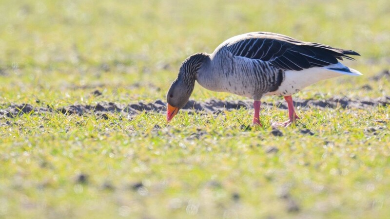 Im Landkreis Deggendorf hat eine Gans eine 17-Jährige verletzt. (Symbolbild)