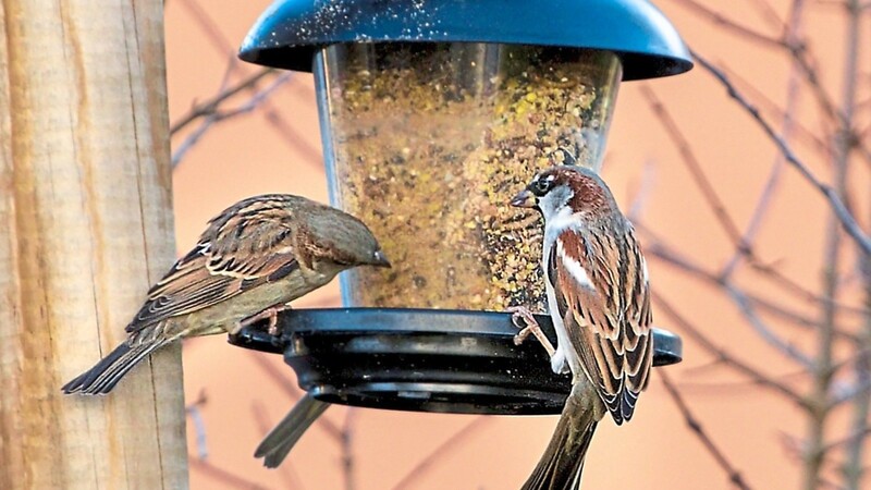 Hungrige Spatzen besuchen das Futterhäuschen.