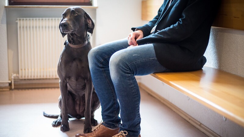 Haustier und Besitzer sitzen in der Corona-Zeit alleine im Wartezimmer, damit möglichst wenig Besucher aufeinandertreffen. Mit der Vergabe von Terminen regeln viele Praxen ihren Alltag.