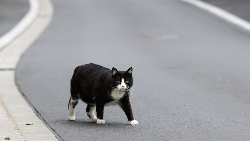 Katzenschutzverordnungen legen fest, dass Halter ihre Tiere bei unkontrolliertem Auslauf kastrieren und chippen lassen müssen. Was halten Sie davon? (Symbolbild)