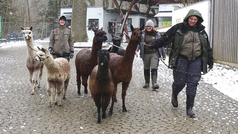 Auf Alpaka-Spaziergang: Azubi Korinna Klein (v.l.), Tierpflegerin Vanessa Fischl und Azubi Julia Falter. Das Alpaka-Junge Nala (2.v.l.) lief ohne Leine neben ihrer Mutter Nele her.