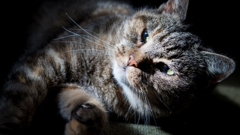 In Ortenburg hat ein 28-Jähriger eine tote Katze aufgehängt, um damit auf zu schnelle Autofahrer hinzuweisen. (Symbolbild)