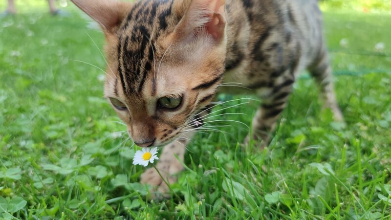 Im Kreis Rottal-Inn ist eine Katze erschossen worden. (Symbolbild)