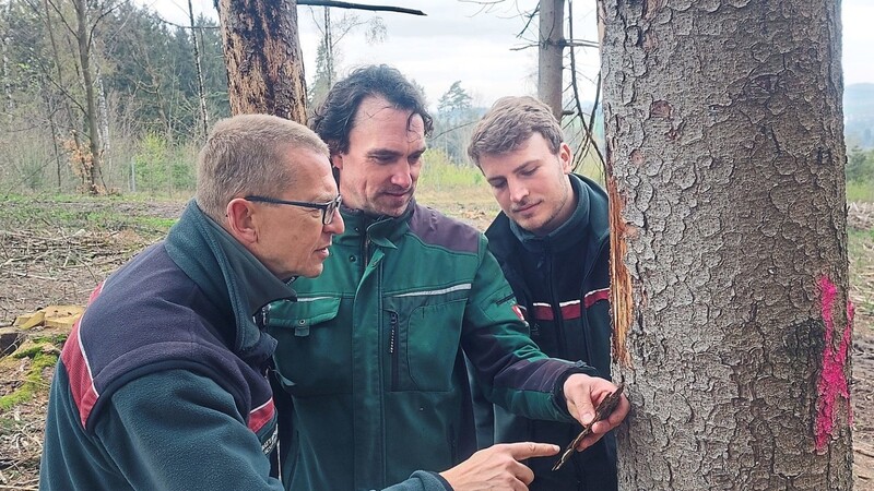 Klaus Stögbauer, Bereichsleiter Forsten beim AELF Straubing/Deggendorf, Borkenkäfer-Fachkraft Bernhard Rau und Revierförster David Huml begutachten Borkenkäferschäden in einem Waldstück bei Mitterfels.