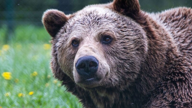 Ein Braunbär liegt in einem Bärenpark in seinem Gehege.