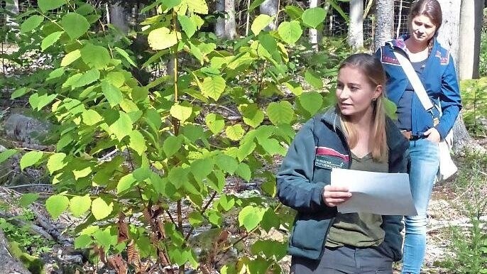 Die lindenblättrige japanische Birke zeigt enormes Wachstum, wie ein Waldbegang im Wald von Walter Pielmeier bei Wölkersdorf zeigt.