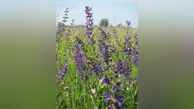 Heimische Pflanzen: Blickfang für Menschen und Nahrungsquelle für Insekten.