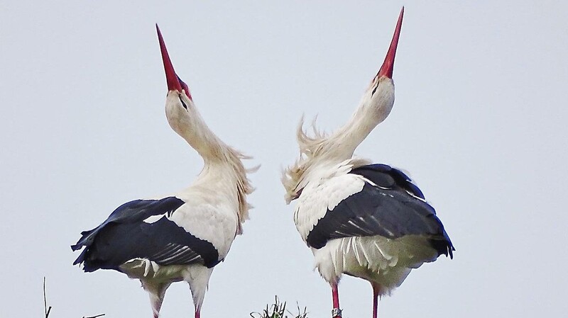 Himmelhochjauchzend: Storch "Alfons" und die unbekannte Storchendame, die mit ihm auf dem Allemann-Kamin nächtigen durfte.