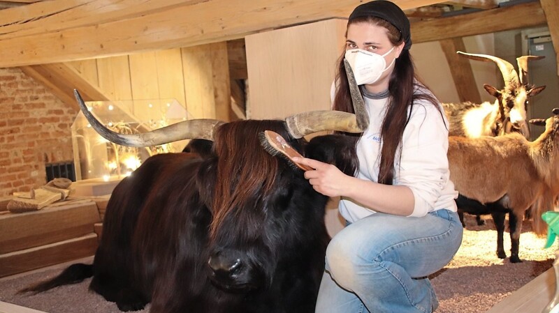 Museumspädagogin Anja Hobmaier bringt diesen tierischen Kameraden hier auf Hochglanz.