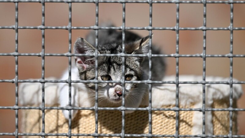 Eine junge Katze ist in einem Tierheim untergebracht.