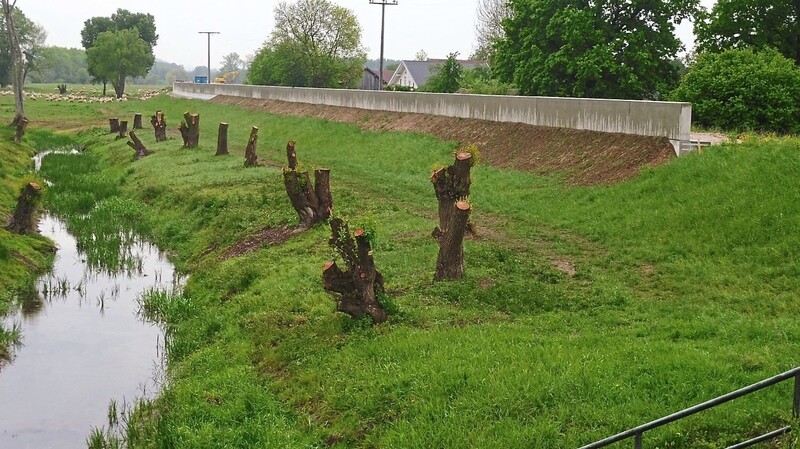 Betonmauer nördlich von Thundorf. Die Kopfweiden bleiben erhalten.