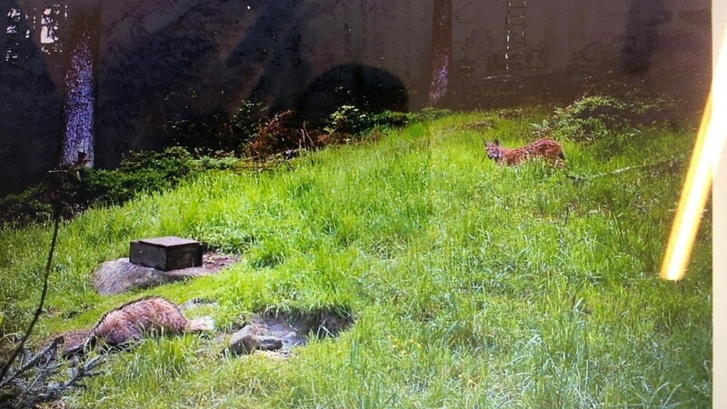 Ein Luchs (rechts oben) und ein Dachs (links unten), fotografiert von einer Wildkamera