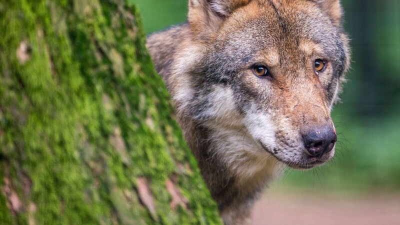 Ein Wolf schaut hinter einem Baum hervor.