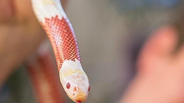 Diese Albino-Königsnatter lebt in der Reptilienauffangstation. Die Schlangen kommen hauptsächlich in den USA und Mexiko vor.