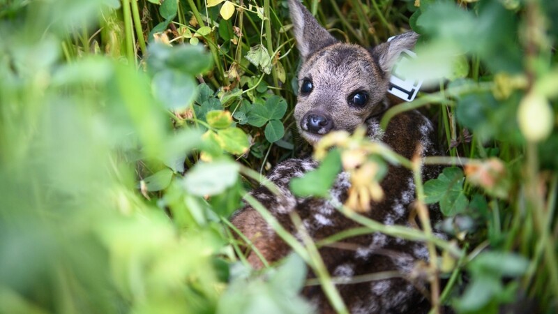 Ein Rehkitz versteckt sich zwischen den hohen Sträuchern einer Wiese. Schon an zahlreichen Orten in Deutschland suchen Jäger, Tierschützer und Landwirte mit Hilfe von Drohnen nach Jungtieren, um sie vor dem Mähwerk zu retten. In Landorf hat sich dazu jetzt ein Verein gegründet.