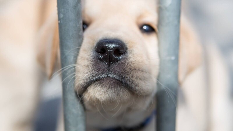 Die Pockinger Polizei musste 17 verwahrloste Hunde retten. (Symbolbild)