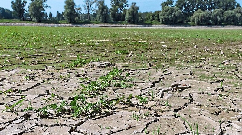 Aufgerissen und ausgetrocknet wie diese Sandbank an der Donau: Das könnte in der Region immer häufiger vorkommen. Wissenschaftler haben zuletzt neun zu heiße Jahre in Folge gemessen.