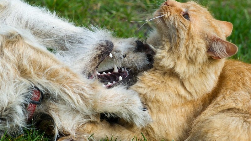 Ein Hund und eine Katze gerieten am Freitag in Adldorf in Streit - und ihre Besitzer zwischen die Fronten. (Symbolbild)