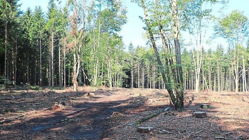 Stürme und der Borkenkäfer setzen dem Wald zu.