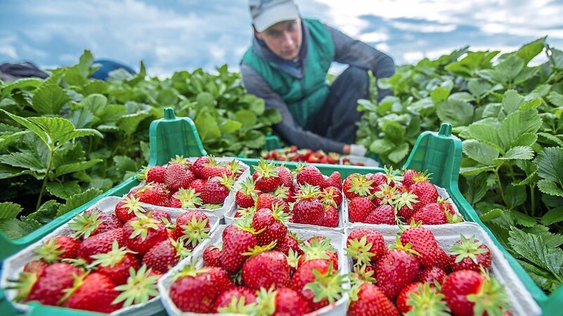 Ein Erntehelfer pflückt Erdbeeren auf einem Feld. Manche kommen jedes Jahr wieder.