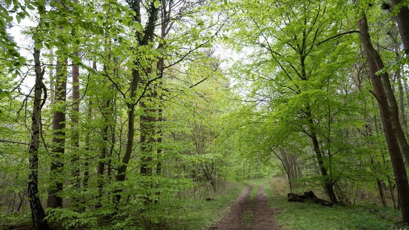 Blick auf einen Waldweg. Die Eittinger Jagdgenossen wollen auch heuer wieder den Jagdpachtschilling für den Wegebau verwenden.