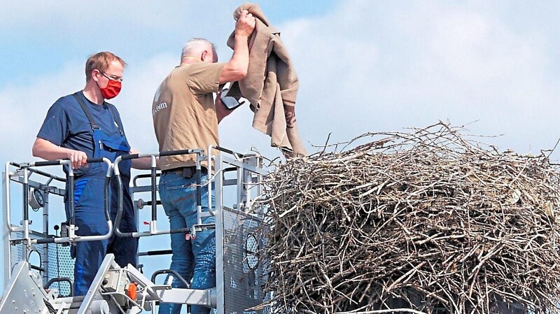 Die Beringung der Störche nahm Markus Schmidberger vom LBV-Zentrum Mensch und Natur vor.