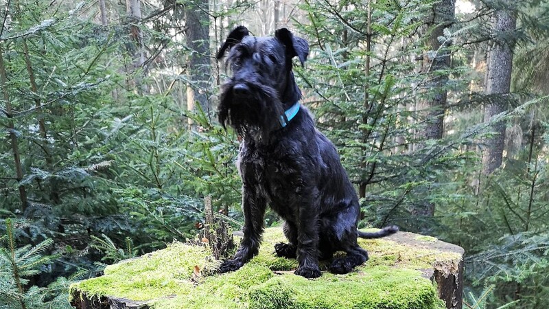 Der Zwergschnauzer Rambo