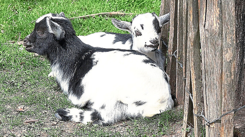 Die Zwergziegen brauchen in ihrer Ruhezone mal eine Pause von den vielen Streicheleinheiten der Kinder.