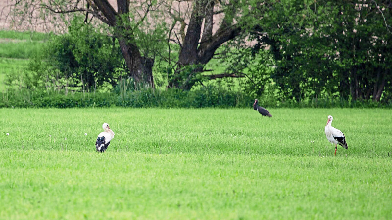 Eine kleine Gruppe von Störchen hatte sich im Vilstal niedergelassen.