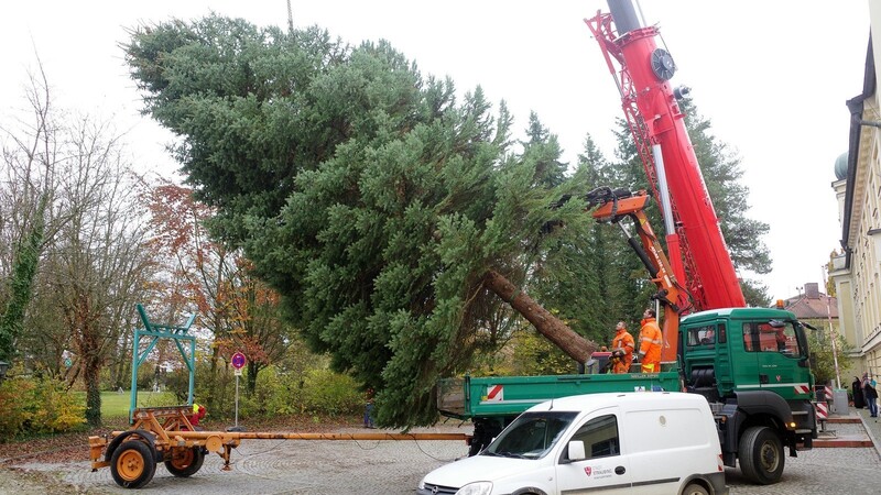 Im Innenhof des Klosters Azlburg wurde der Baum gefällt und herausgehoben, um am Ludwigsplatz Christbaum zu werden.