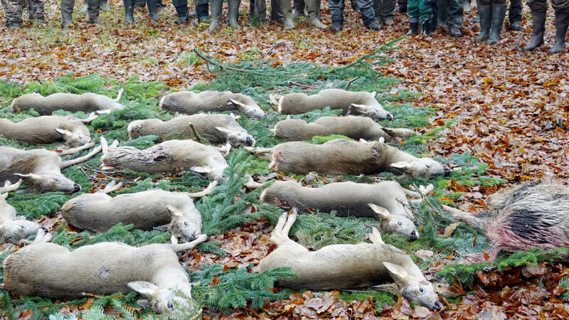 Die Jägerschaft versteht den Abschussplan durchaus als Einmischung in ihre Arbeit. Deshalb setzt der Leiter der Unteren Jagdbehörde, Karl Frank, auf Kommunikation statt "Plan-Wirtschaft".