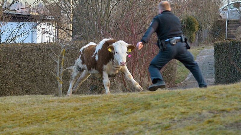 Ein Rindvieh hat sich am Mittwoch mit der Polizei und der Feuerwehr eine wilde Verfolgungsjagd geliefert.