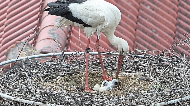 Zwei kleine Hälse reckten sich am Mittwoch im Aufhausener Storchennest in die Höhe.