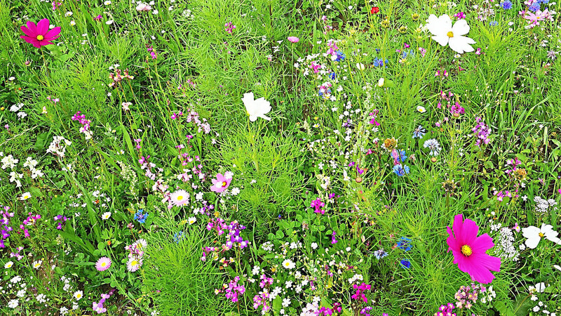 Die Blumenwiese der Familie Köglmeier in Neuhofen