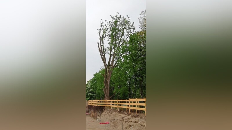 Die Pappel am Rande der Baustelle musste an Ästen und Wurzeln beschnitten werden, damit sie die Bauarbeiten nicht stört.