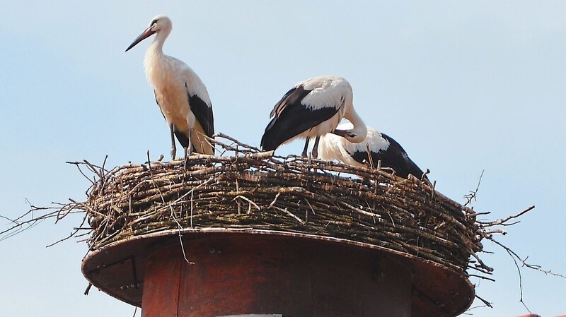 Die Zeit, in der die drei Jungstörche den ganzen Tag im Nest verbracht haben, ist vorbei. Längst fliegen sie selber auf Beutezug durchs Labertal.