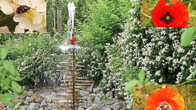 Ein blühendes Bild im Vereinsgarten: Wildrosen um den Glasbrunnen, rechts vielblütige Rose (Rosa multiflora), links Apothekerrose (Rosa gallica). Die "Rosa multiflora" ist eine Zeit lang der "Renner" unter den Wildrosen für Bienen, Insekten und Hummeln. Mohn und Rosenblüten mit Hummel, Wildbiene und Käfer auf Nektar- und Pollensuche (kleine Fotos)