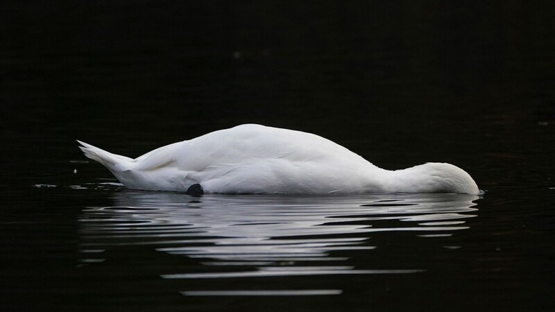 In der Nähe von Dingolfing wurde ein toter Schwan gefunden. (Symbolbild)