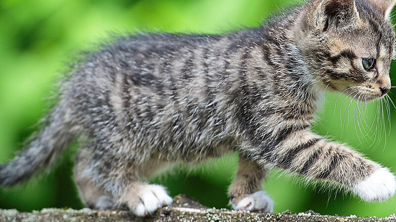 Im Bereich Zachenberg wurde eine Katze angeschossen.