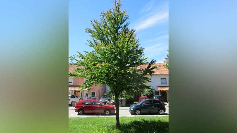 Bei herbstlichem Regen schon von weitem zu riechen: der Lebkuchenbaum in der Ganghofer-Anlage.