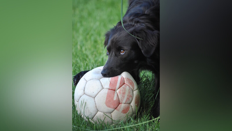 Rund 430 Hunde leben in der Gemeinde. Mit manchem Halter gibt es Probleme im Rathaus.