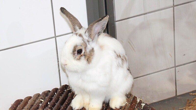 Kaninchen im Kleintiergehege des Tierheims.