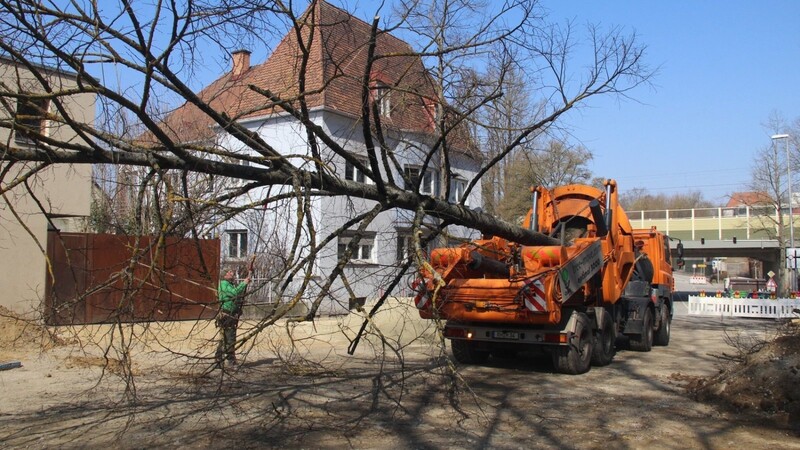 Baum Nummer zwei ist bereit für die Fahrt nach Alburg.