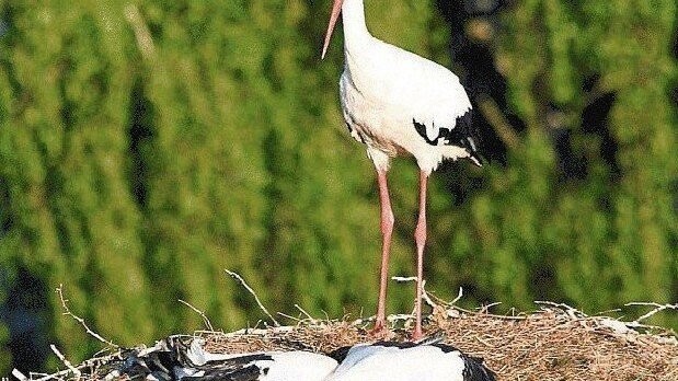 Ferdi samt Nachwuchs. Letztes Jahr machte Meister Adebar Schlagzeilen - nach 80 Jahren hatte sich wieder ein Storch in Kötzting niedergelassen. Foto: Archiv